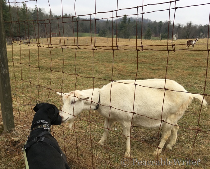 Walker meets a descendent of Paula Sandburg's goats